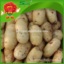 Factory Price China holland potato for Sale